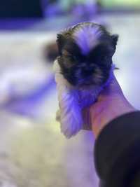 Nowy dom dla shih tzu