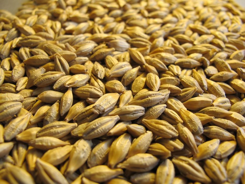 Sprzedam Zboże: Jęczmień jary, Pszenica , Owies,  Pszenżyto.