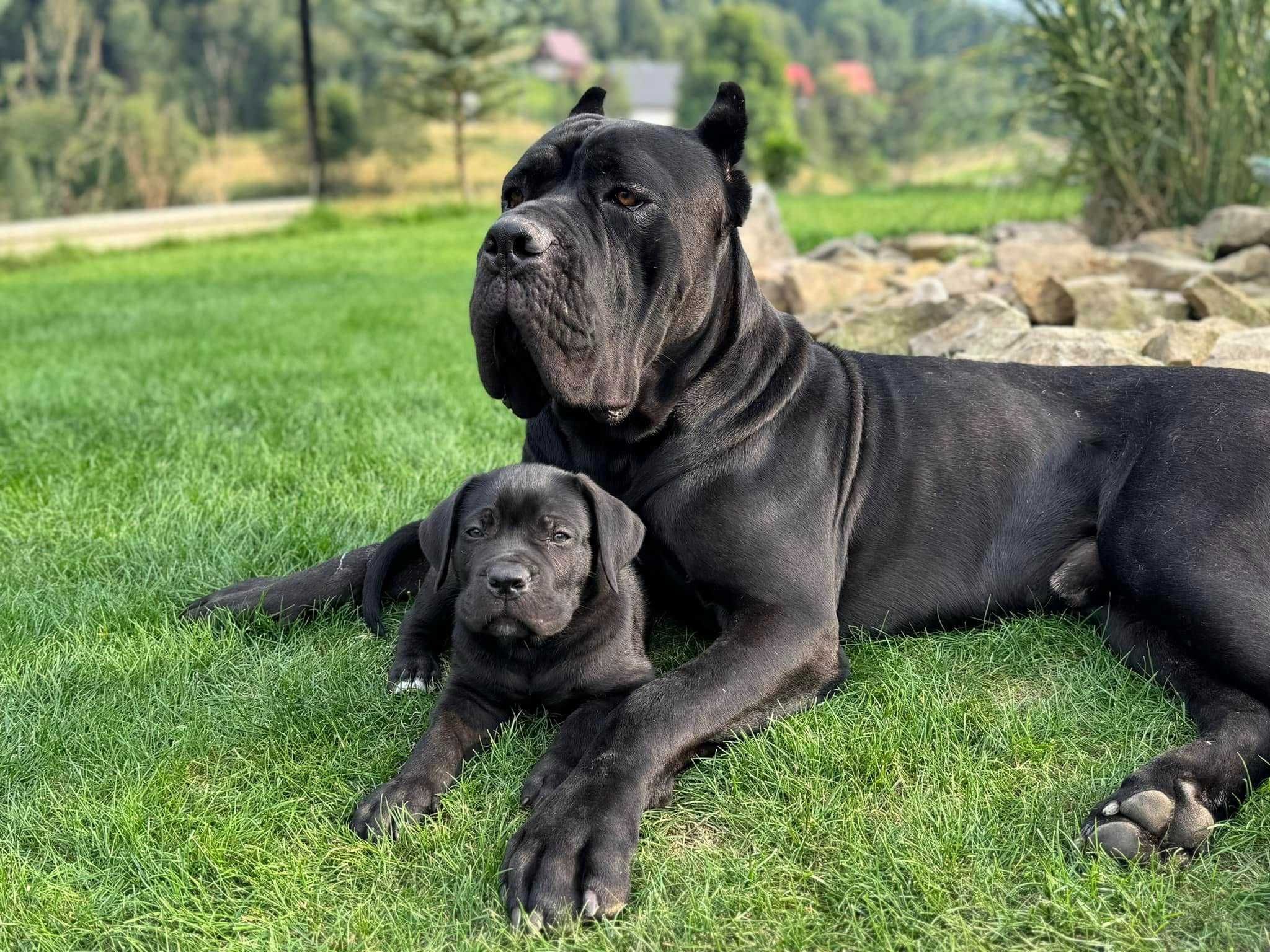 Zapowiedź miotu Cane Corso ZKwP/FCI - koniec czerwca 2025