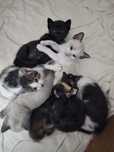 Gatos bebés para adoção responsável