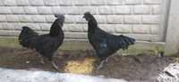 Kogutek ayam cemani czarny z 2023