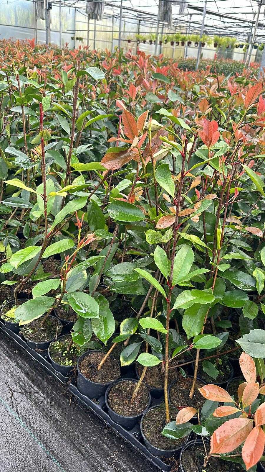 Photinia Red Robin - Carre Rouge - 50CM/100CM/150CM/200CM Alt.