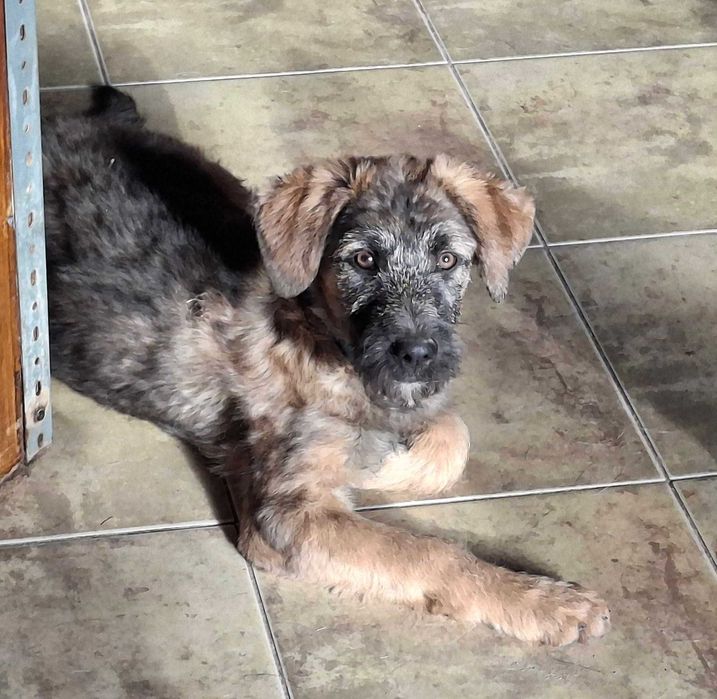 Szczeniak szuka domu