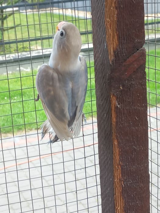 Sprzedam młodą Papugę Nierozłączkę Czerwonoczelną  z 2025r