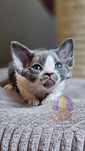 Devon Rex**Koteczka Biało-Niebieska** Do Rezerwacji