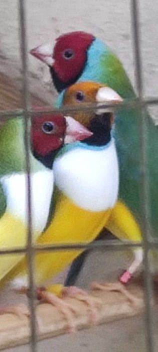 Diamantes gould aves de boa linhagens