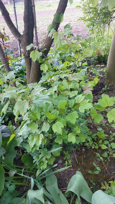 Продам саджанці калини, анемона багаторічна