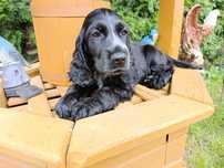 Cocker Spaniel angielski Piesek Rodowód