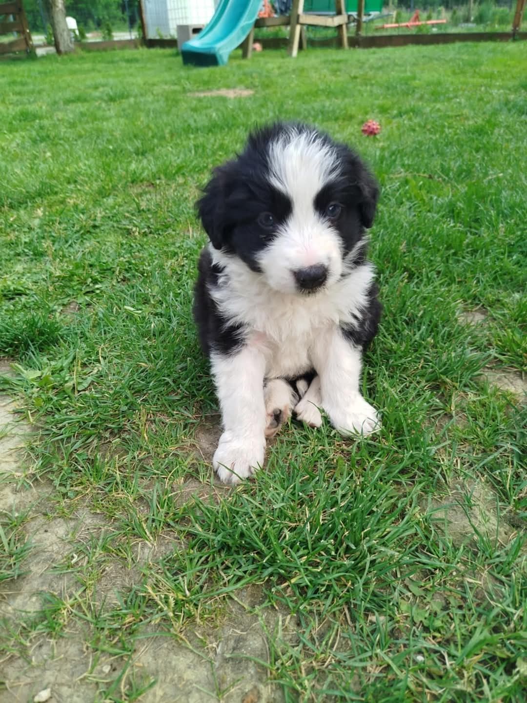 Sprzedam psy rasy Border Collie