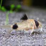 Kirysek panda - Corydoras panda