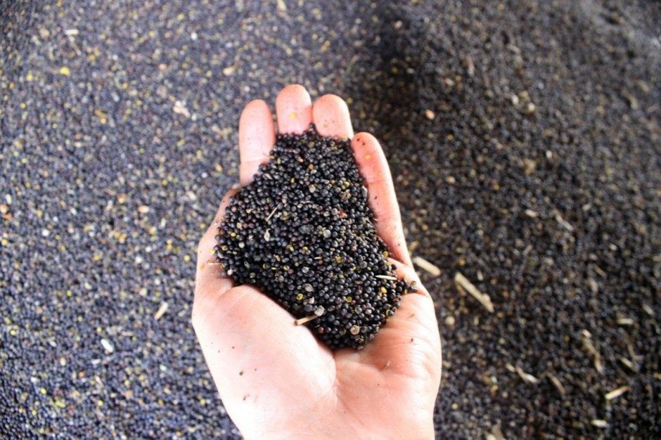 Rzepak ozima. 20 kg Na pasze dla gołębi na poplony na olej.