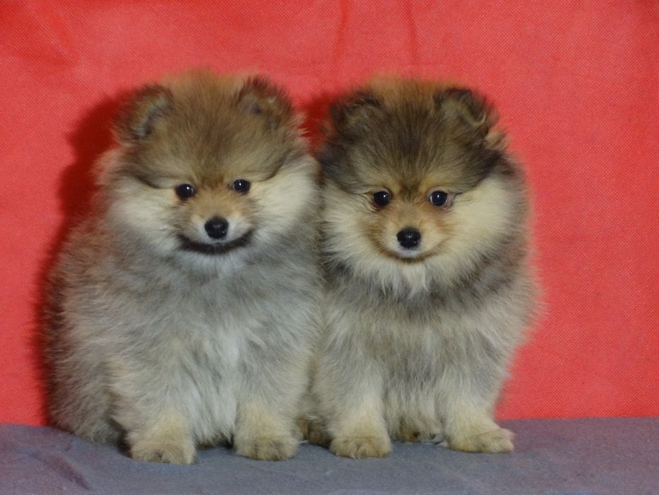 Szpic miniaturowy suczka z rodowodem