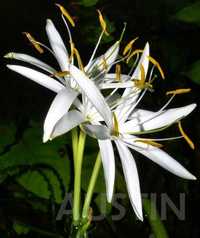 Crinum calamistratum virient- KWITNĄCA roś. mateczna, duńska, krynia