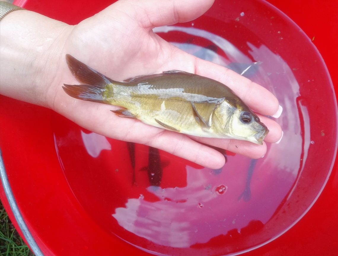 Karp narybek 15-20cm, Lin, Amur, tołpyga
