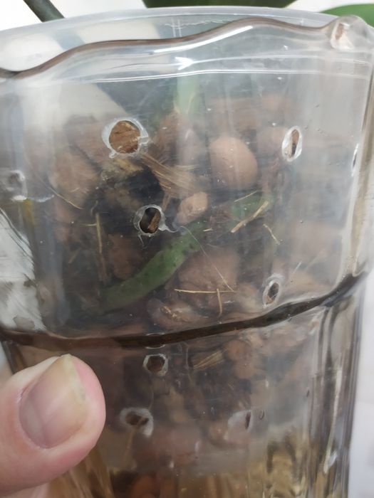 Орхидея пелор Кимоно  не цветущая