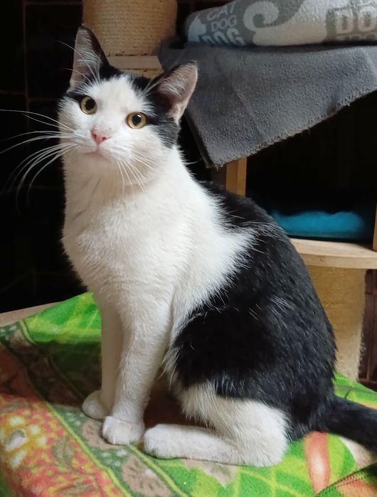 Bardzo proludzki Boguś szuka domu