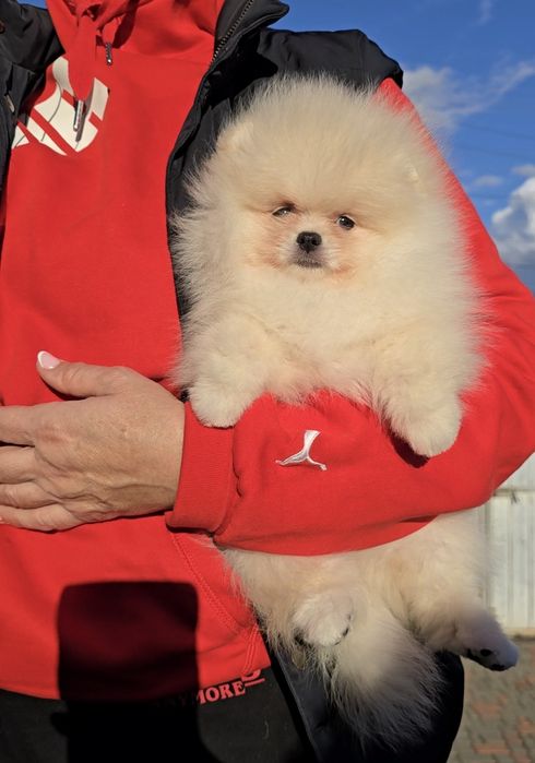 Плюшеві ведмедики.