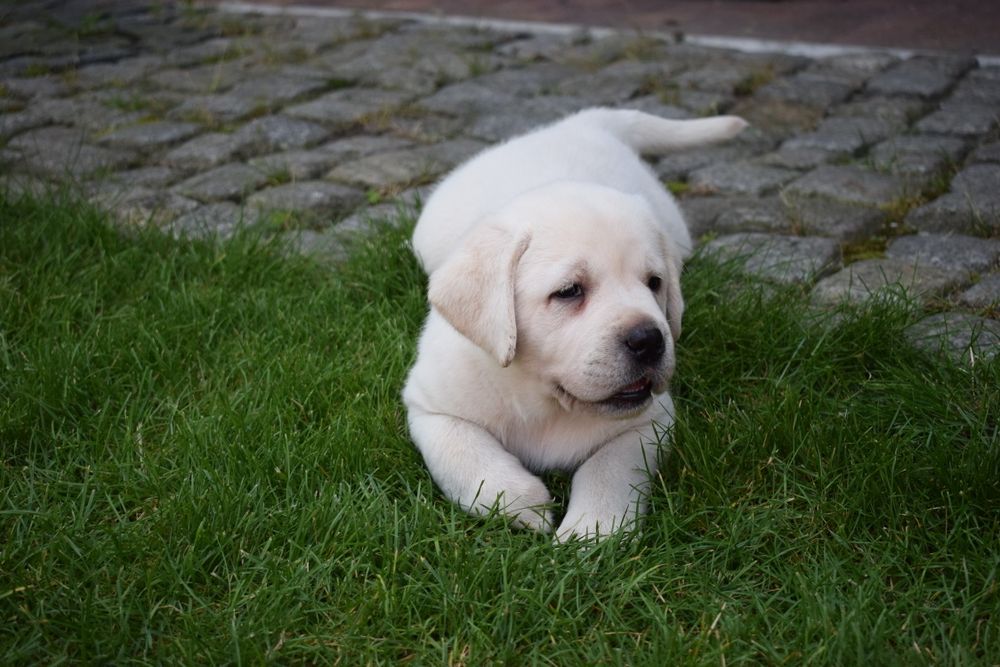 Labrador retriever biszkoptowa suczka szczeniak