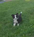 Border collie piesek z metryką ZKwP :)
