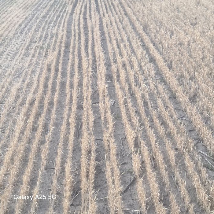 Пшениця,зерно пшениці