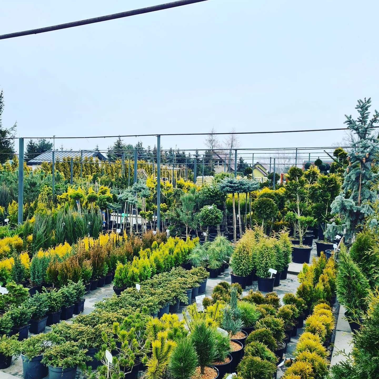 Thuja Smaragd/ Tuja Szmaragd 180-200 cm ładne, grube