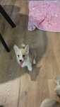 Welsh Corgi Pembroke FCI