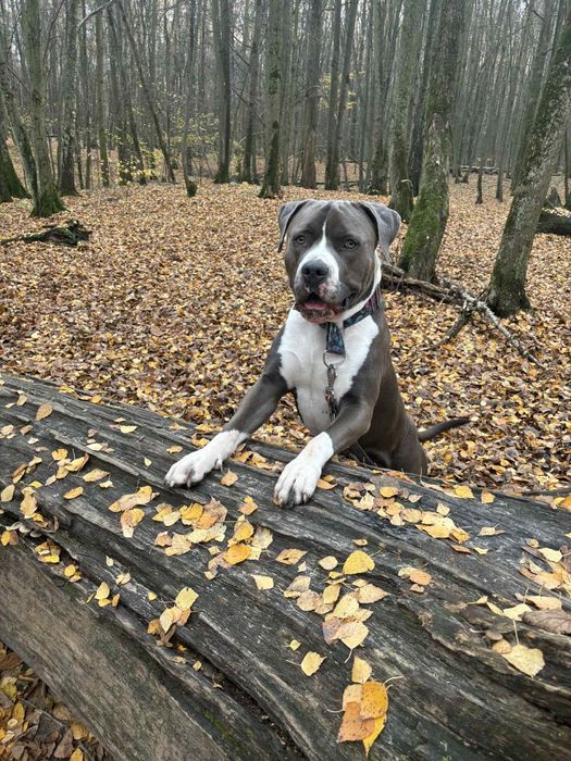 Poszukiwany kochający dom amstaff american bully
