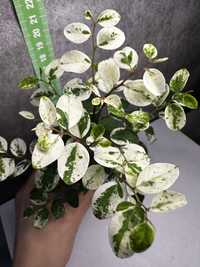 Breynia Nivosa Snow Bush 4