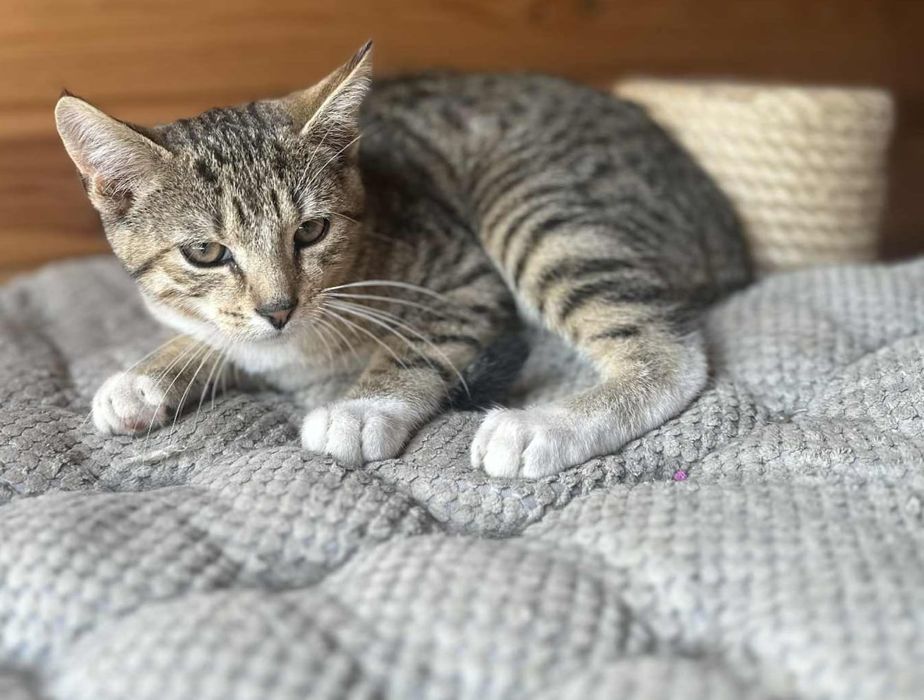 Słodki jak cukierek, a nie tuczy :-) Irys poleca się do adopcji