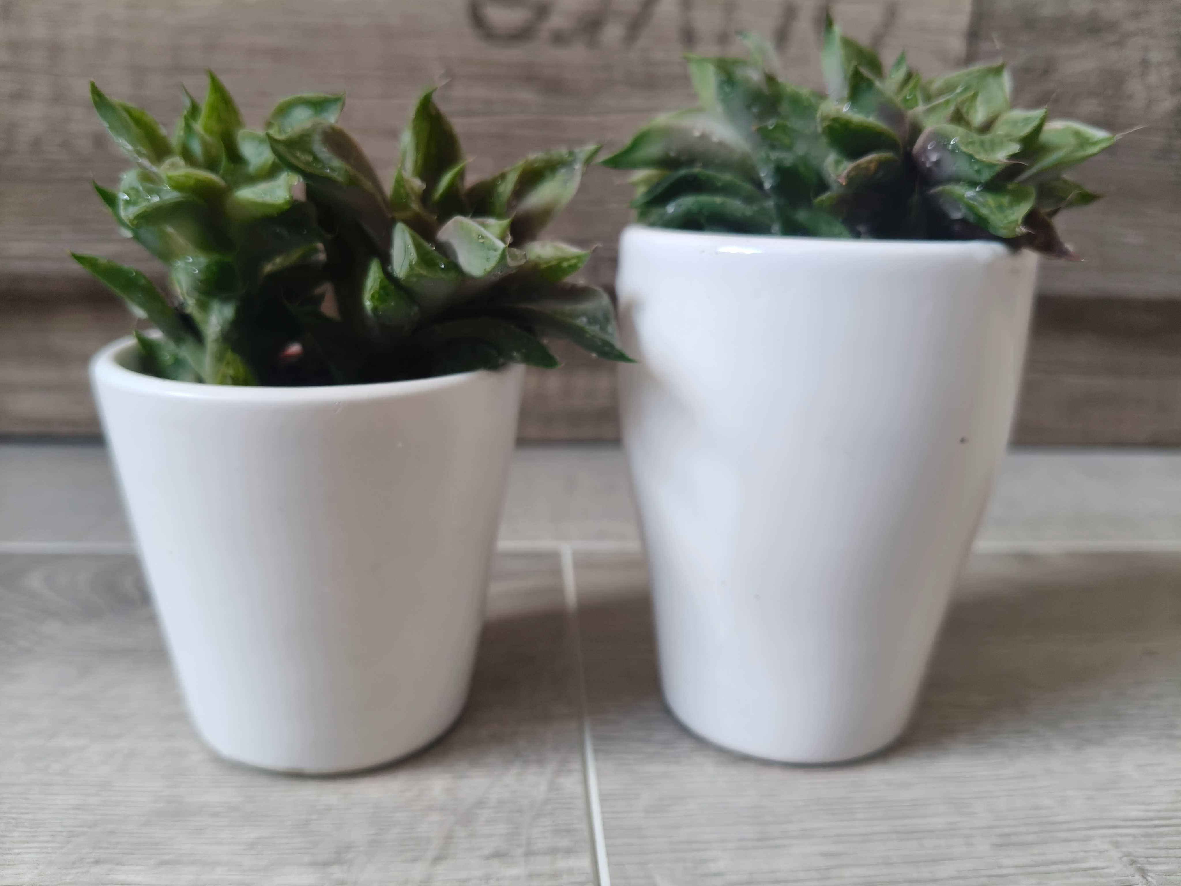 2 sukulenty w ceramicznych osłonkach