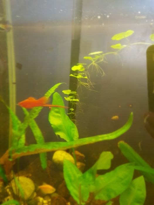 Акваріумні рибки і рослини