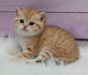 Кошеня золотої шиншили