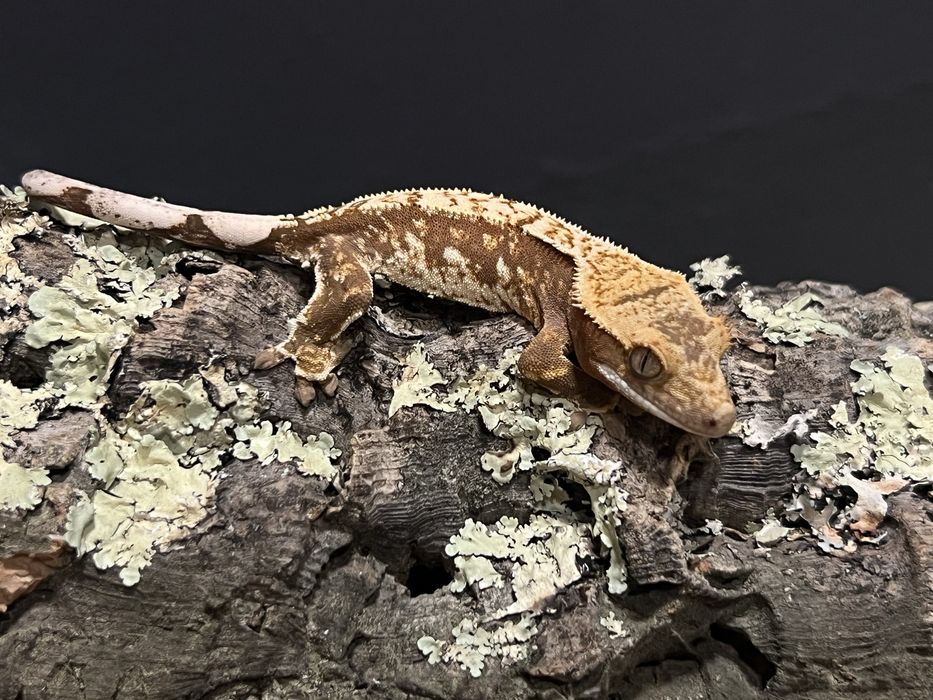 Gekon orzęsiony gekony orzęsione