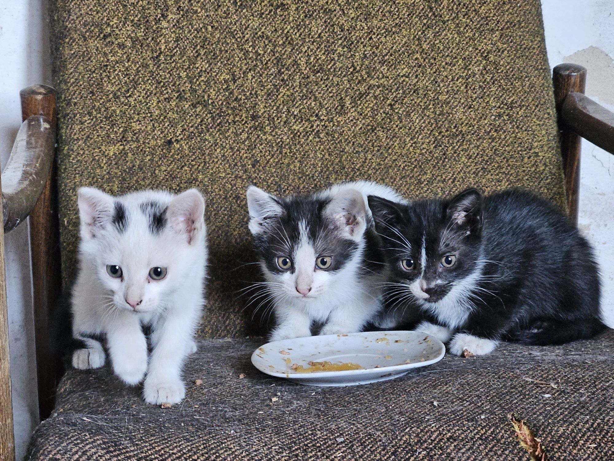 3 Koty do oddania