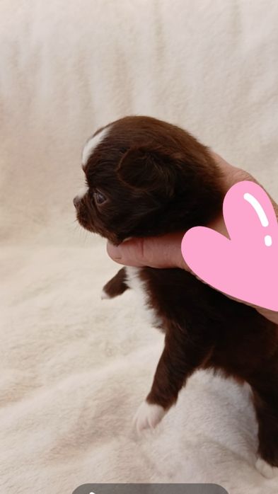 Дівчинка у Львові