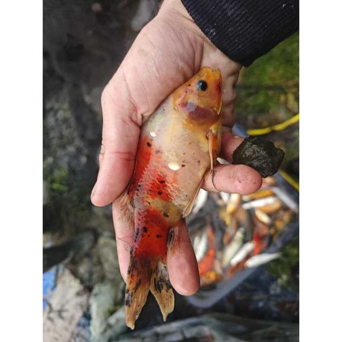 Szubunkin tarlak karaś 15-20 cm unikat RAKIETA, WELON.