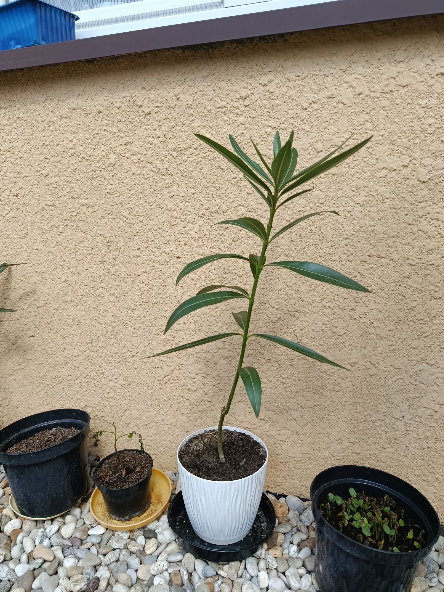 Oleander różowy podwójny