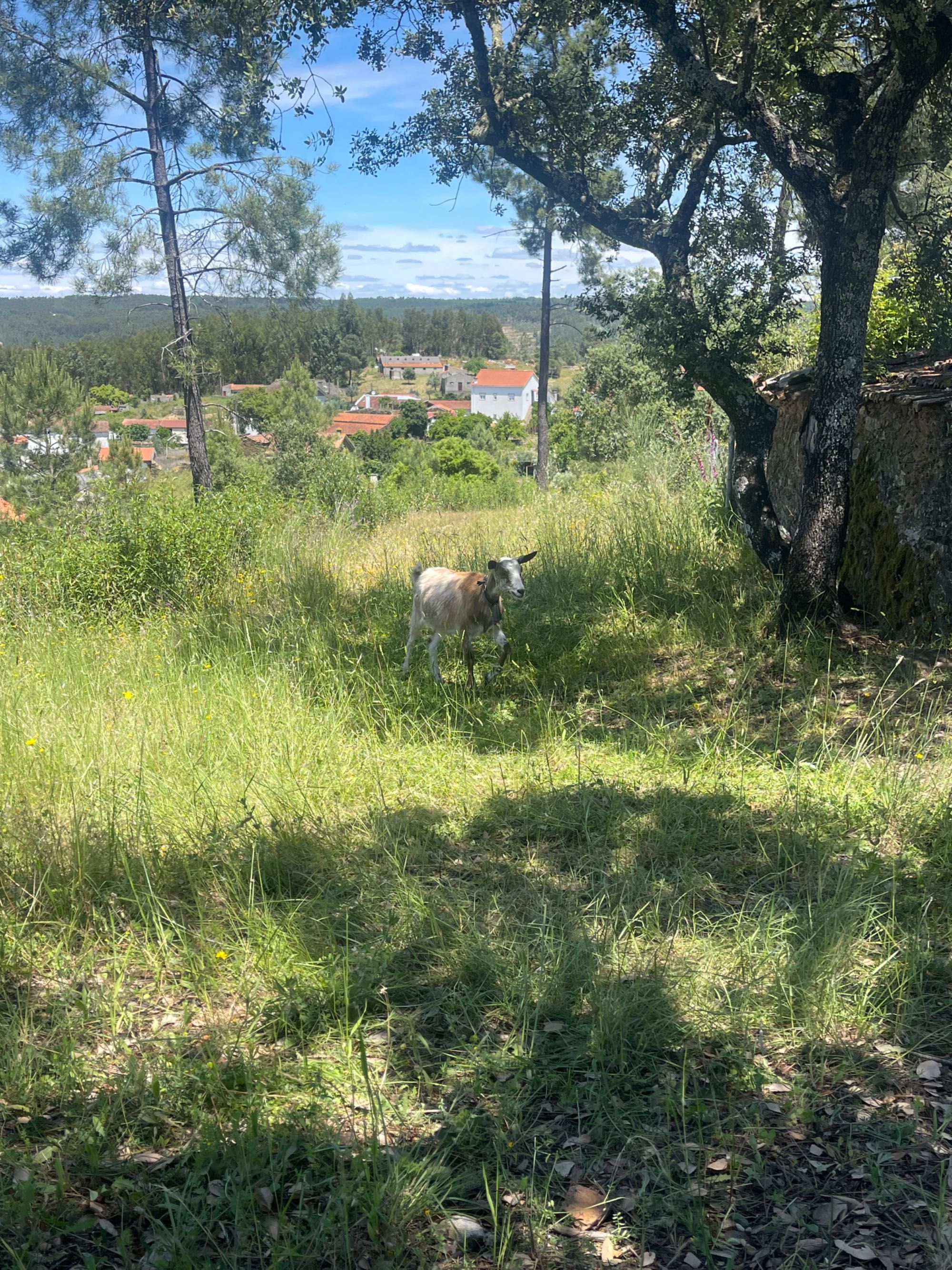 Vendo chiba 10 meses
