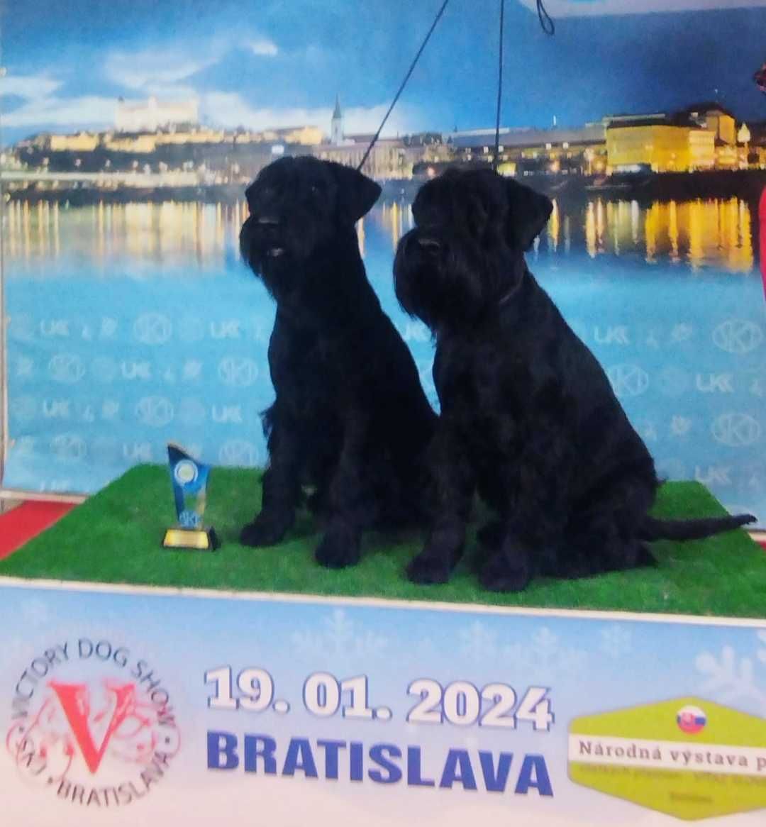 Sznaucer średni czarny FCI Dziewczynka ,szczenię.