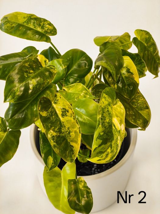 Philodendron Burle Marx Variegata