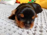 Yorkshire Terrier standard  ZKwP FCI pies