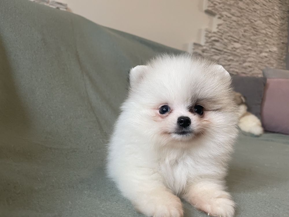 Pomeranianki suczka mini mini