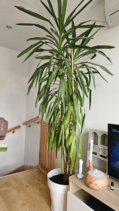 Kwiat Juka ok 2.5 metra