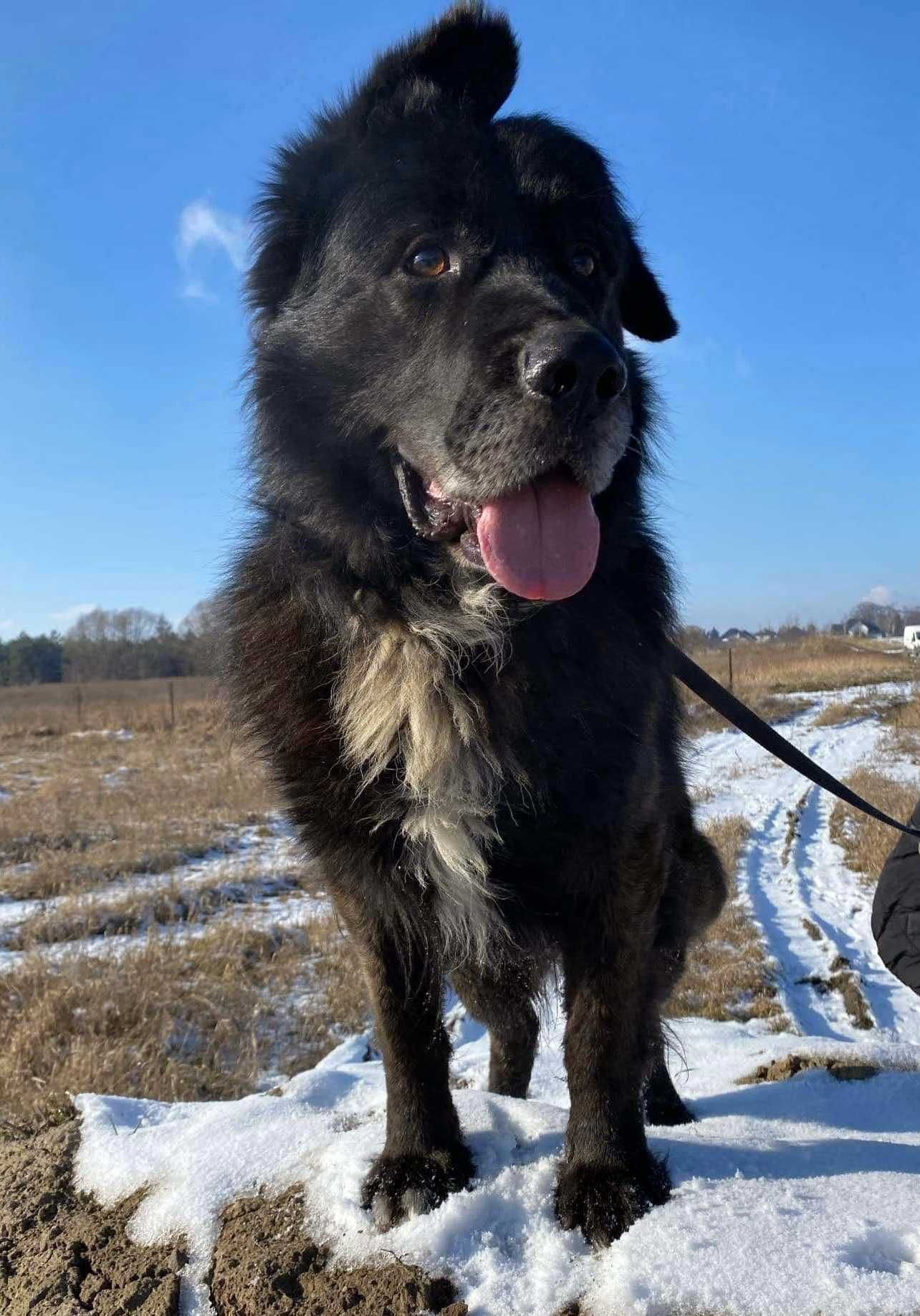 Uszek duży pies do adopcji Kalisz Wrocław Poznań Lodz