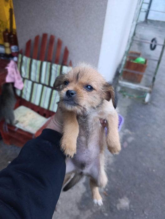 Віддам цуциків в добрі руки