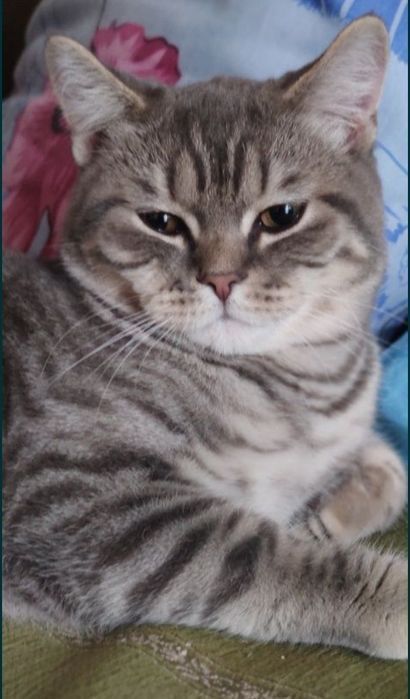 Чистокровний шотландський котик