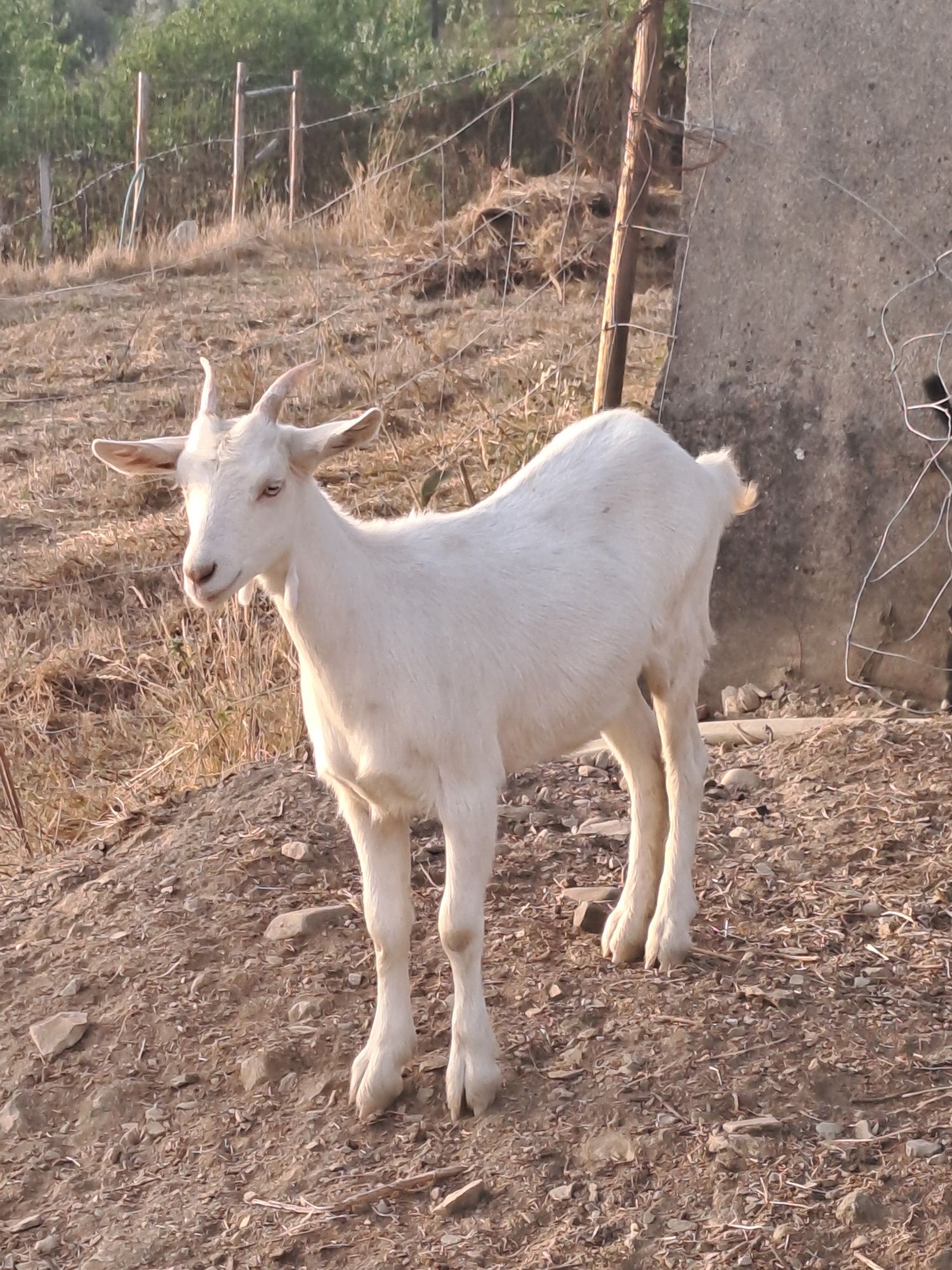 Cabrita Sannen com 4 meses