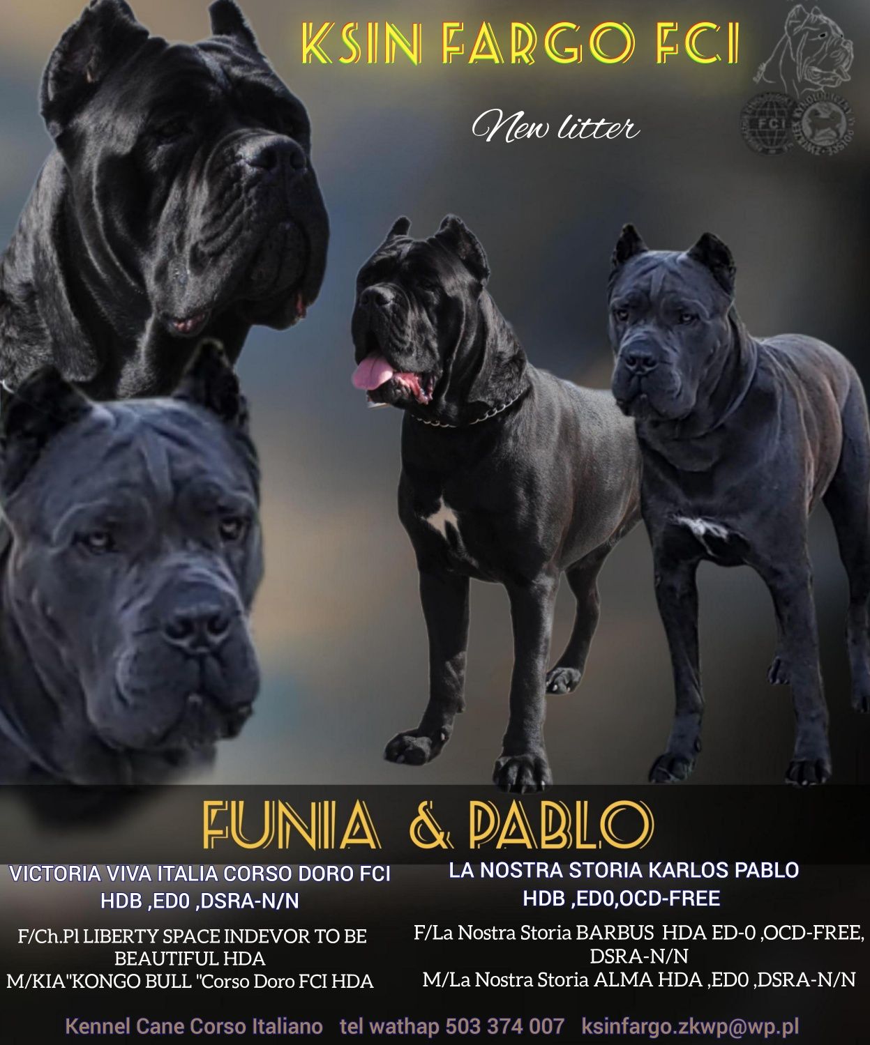 Cane Corso Sunia Dixi