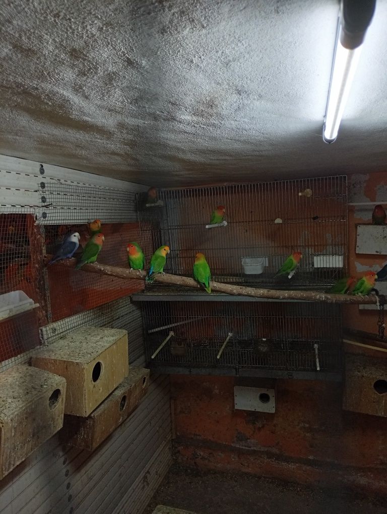 Aves piriquitos e agapórnis
