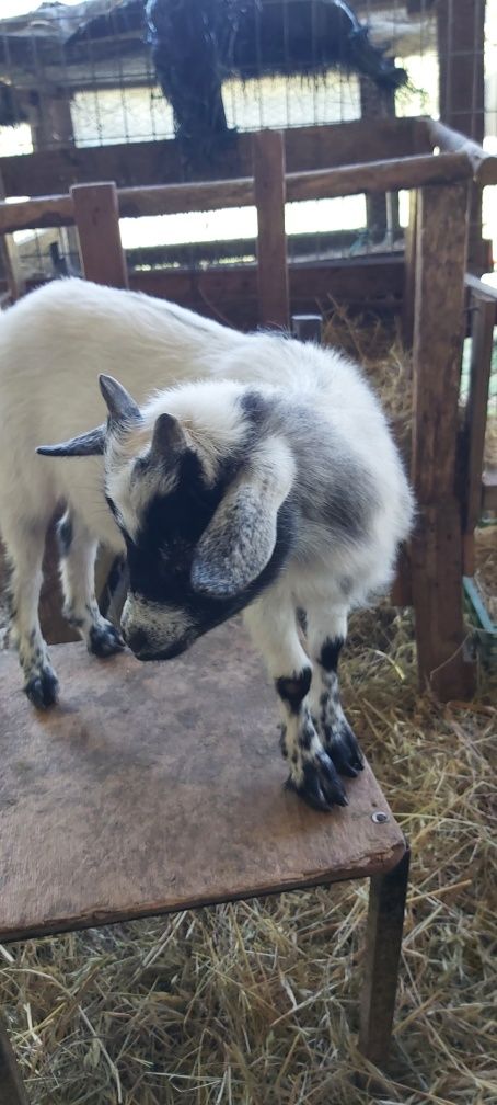 Cabras Micro Anãs - Linhagem Francesa (30 a 40cm)